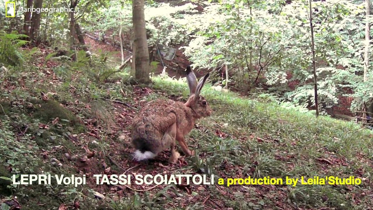 Lepre Volpe Tasso Scoiattolo