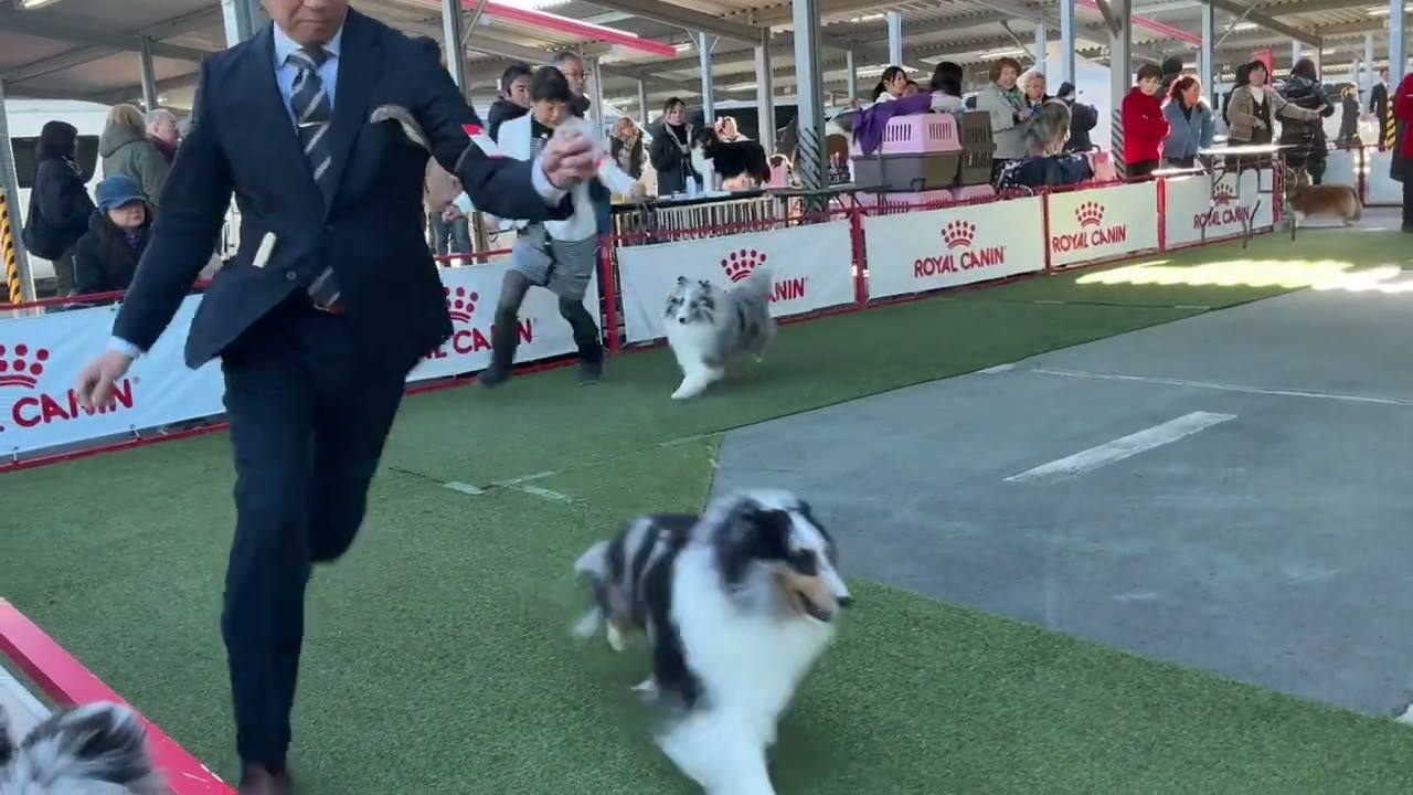 2026年1月31日川崎クラブ連合会展　ZさんベテランBIS3席　　#dog #shetlandsheepdog #sheltie #jkc #dogshow