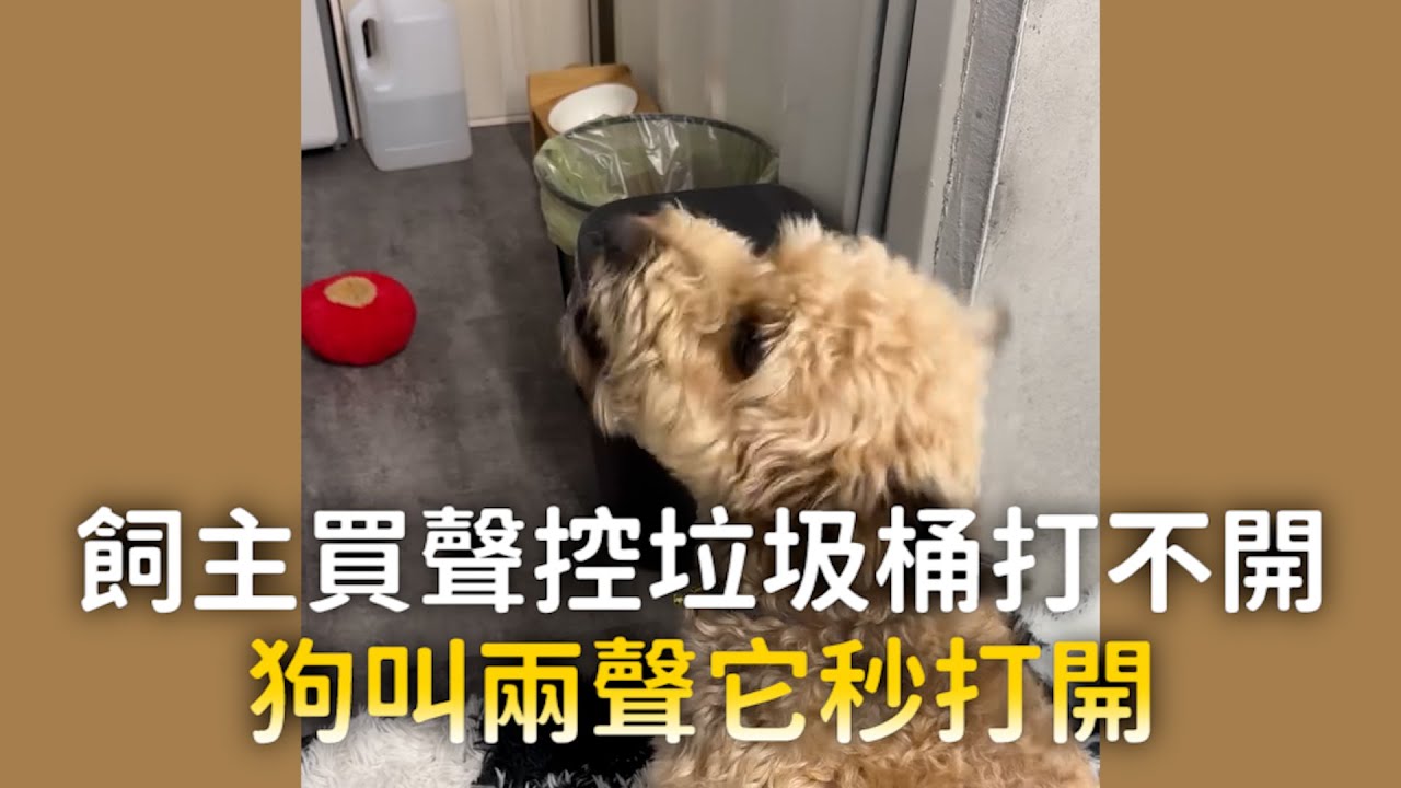 飼主買聲控垃圾桶打不開 狗叫兩聲它秒打開