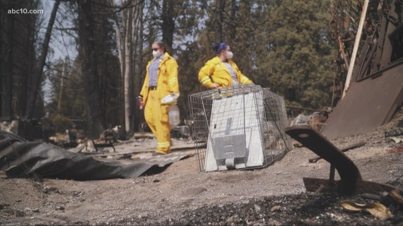 Animal rescue crew searches for, feeds animals left behind during wildfire evacuations