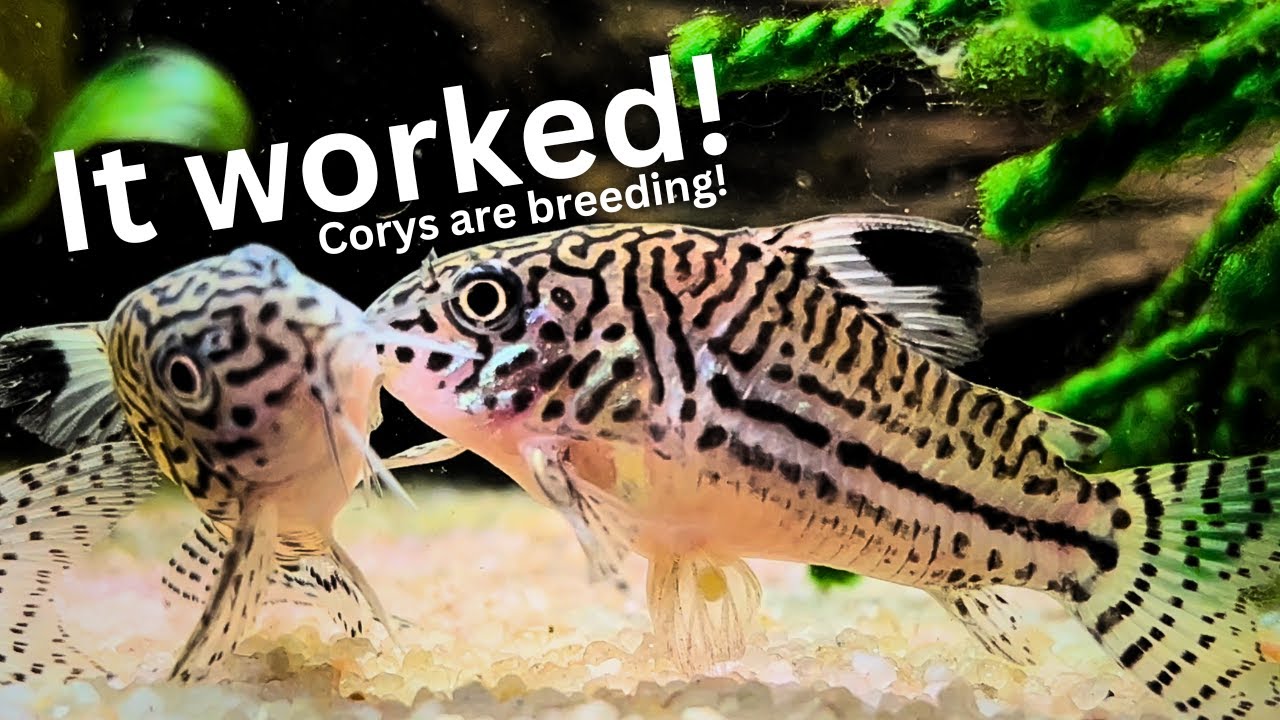 Невероятные результаты проекта по разведению Cory: яйца и мальки Cory!