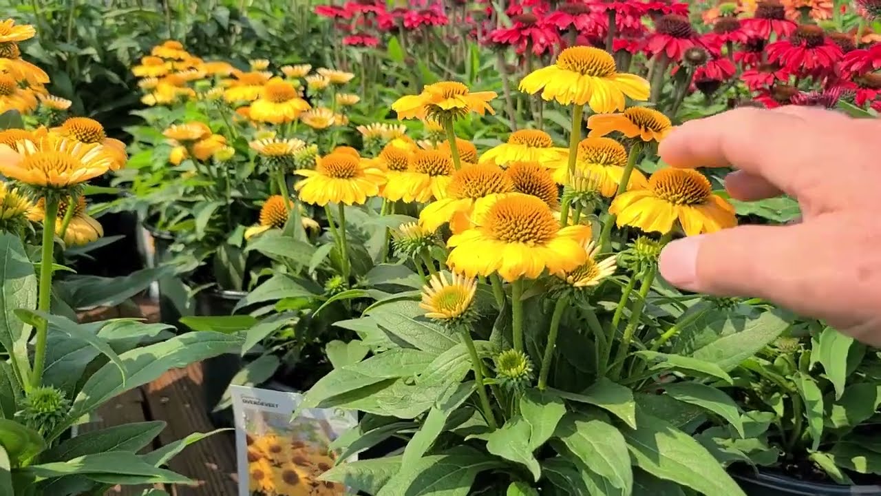 Echinacea Tweety (Dwarf Coneflower) / Outstanding, Compact, Bushy Perennial Color for Sunny Sites