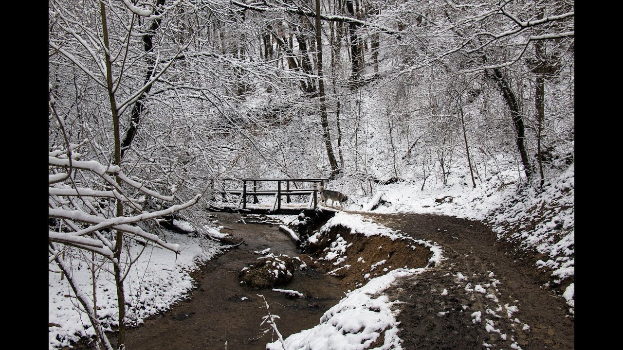 Solymári vár és az alsó Jegenye-völgy bejárása 2/2
