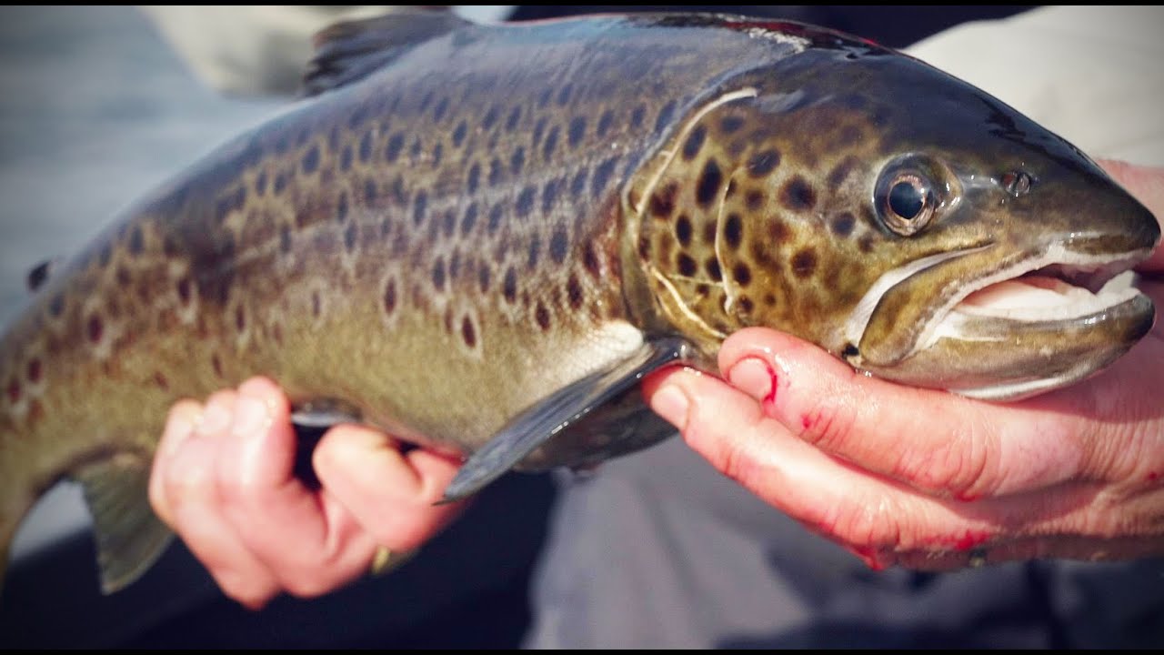 Truite en lac au poisson-nageur : les clefs de la réussite – LET'S GO FISHING