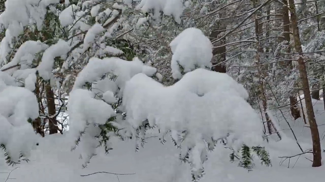 Snowy walk to Squannacook river 