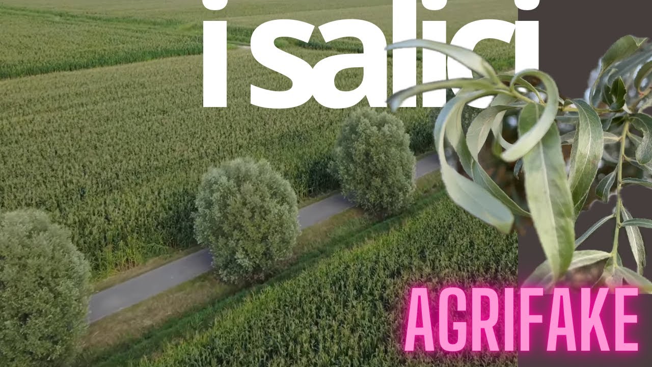 I SALICI (Salix spp): salice bianco, piangente, contorto, ripaiolo, salicone
