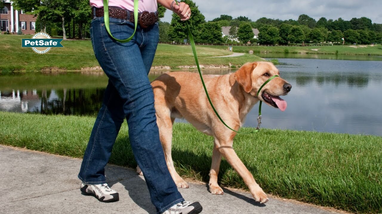 How To Fit the PetSafe&reg; Gentle Leader&reg;