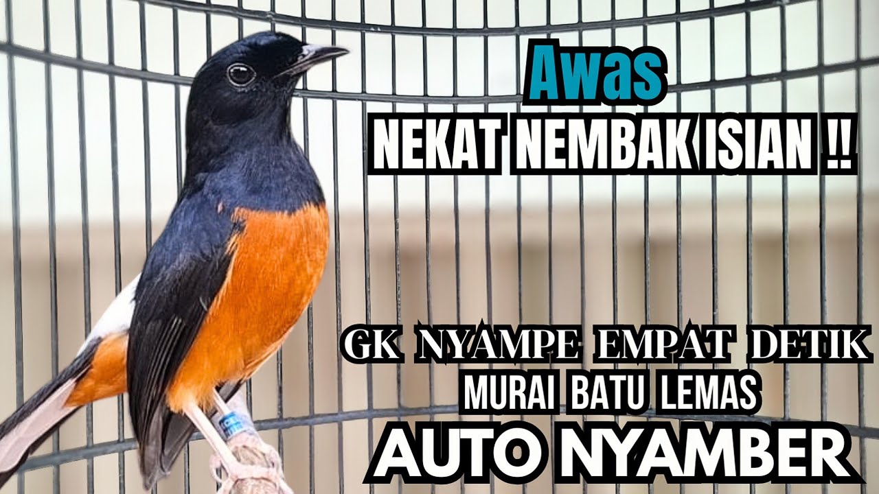 murai batu GACOR FIGHTER ampuh buat PANCINGAN murai lain biar bunyi JADIKAN burung murai gacor ISIAN
