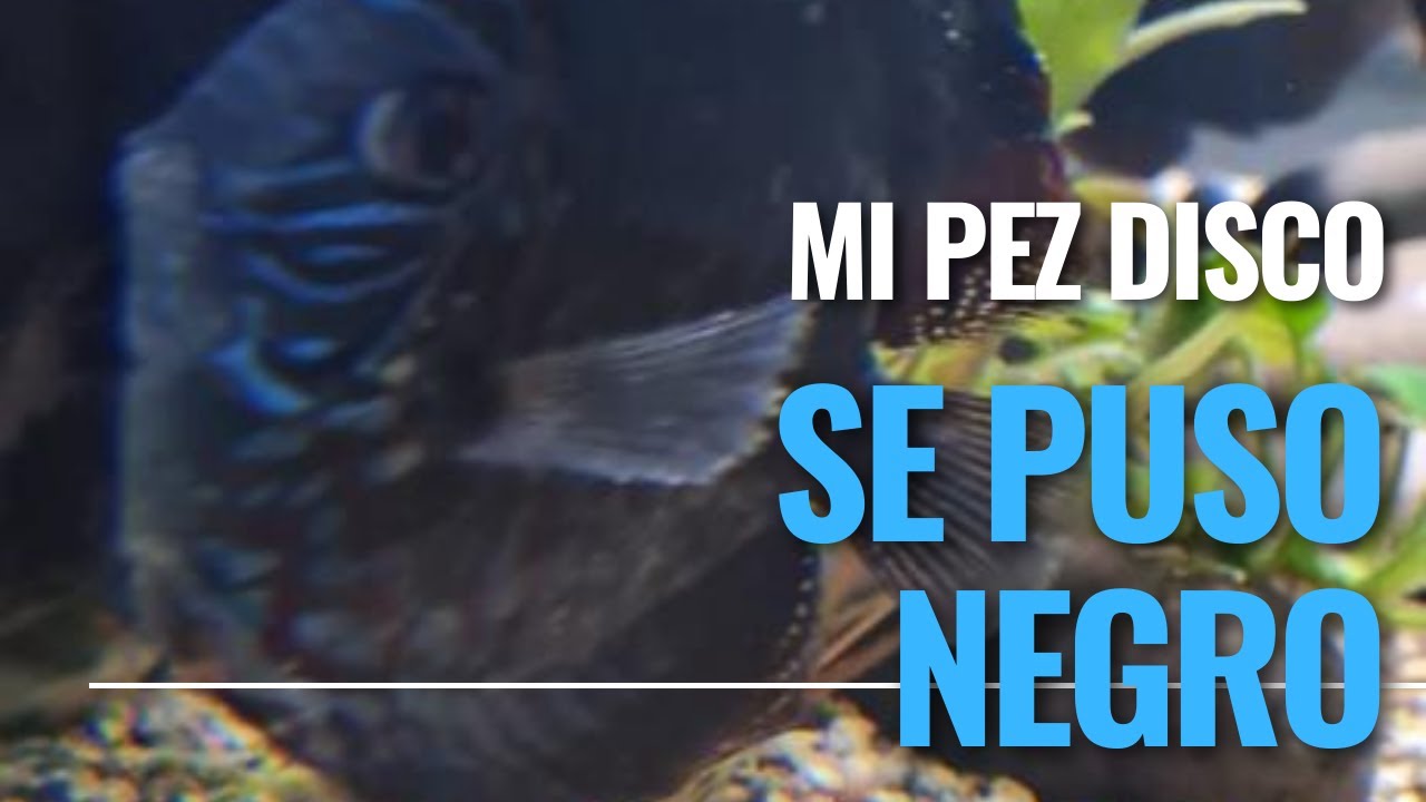 ¿Porqué mi Pez Disco se OSCURECE 🌚 o se pone NEGRO? #discus #pecesdisco #acuario