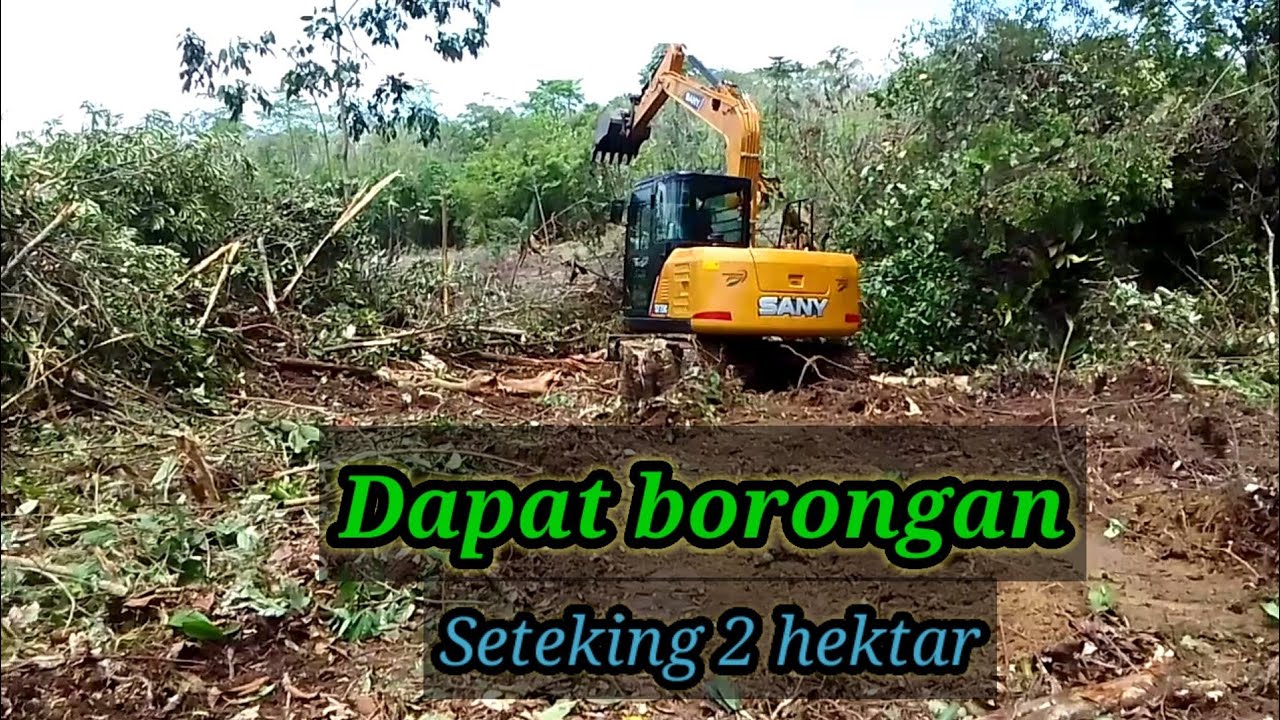 Sany sy75c dapat borongan seteking 2 hektar‼️🌳sampai suhu ikut turun ke lapangan