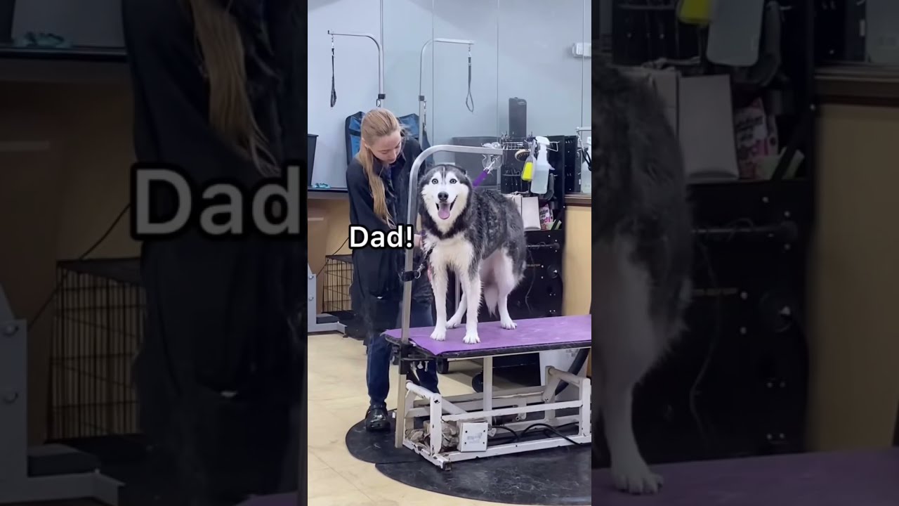 My Husky SCREAMS At The Groomers! (SO FUNNY)