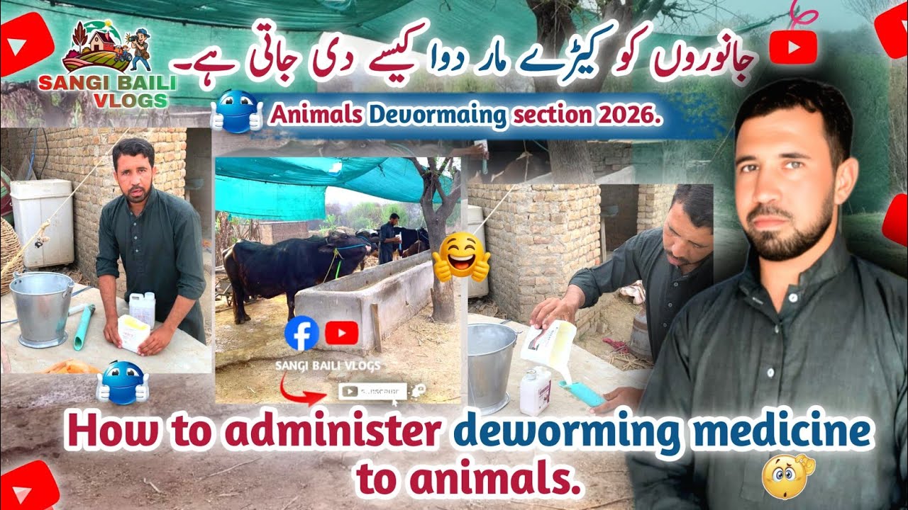 How to Administer Deworming Medicine to Animals Safely 🐄💊 | Easy Guide for Farmers..