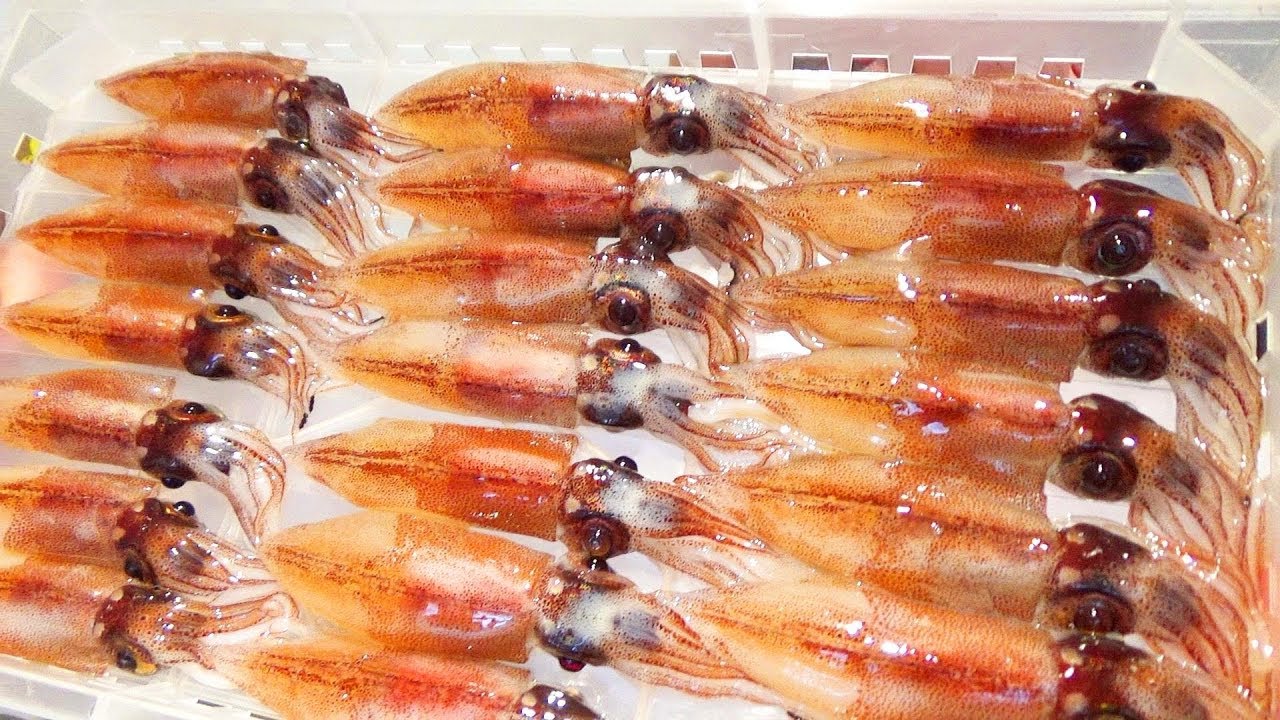 일본천연기념물해면의 오징어로 돈부리, 한국인이 최초공개 Firefly Squid Bowl | Toyama Squid