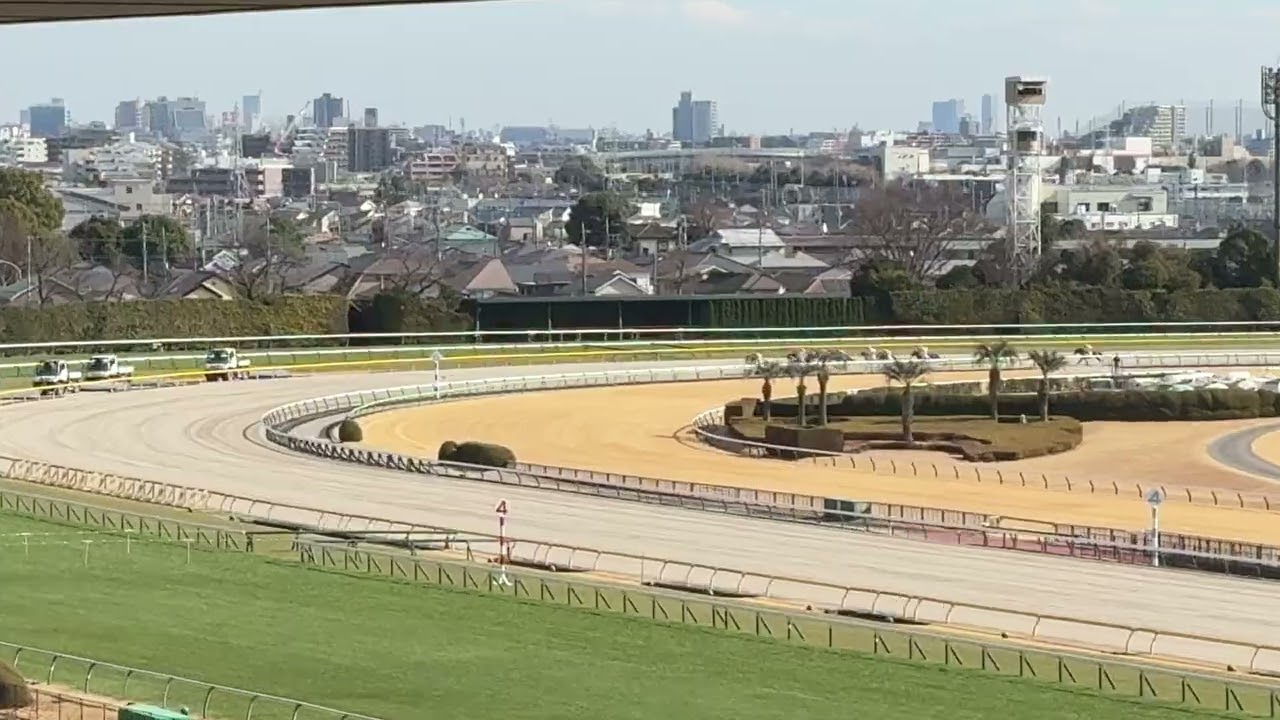 2026年2月1日 東京競馬場 東京6R #競馬場 #東京競馬場 #競馬 #ツーネサーン 