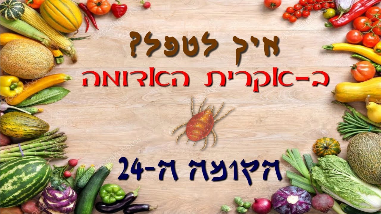 איך לטפל באקרית האדומה?