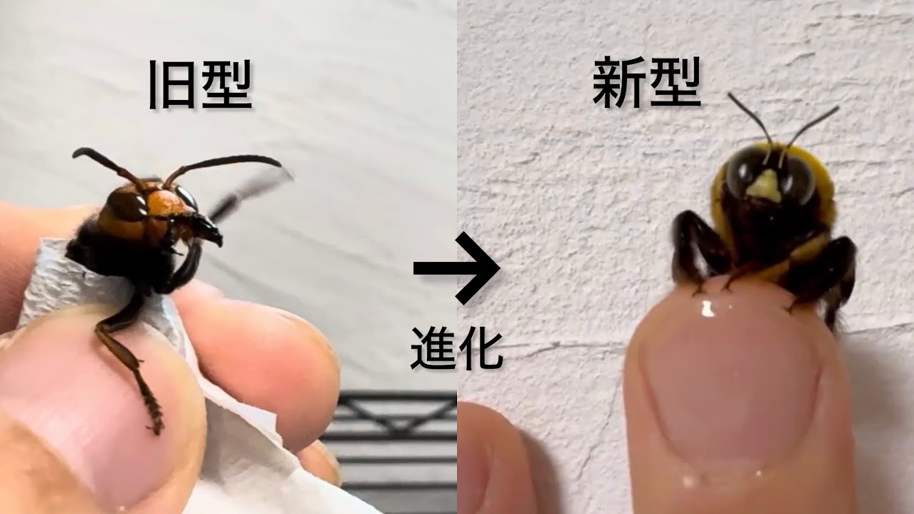 温厚すぎるクマバチは最強スズメバチからの進化系ってしってました？