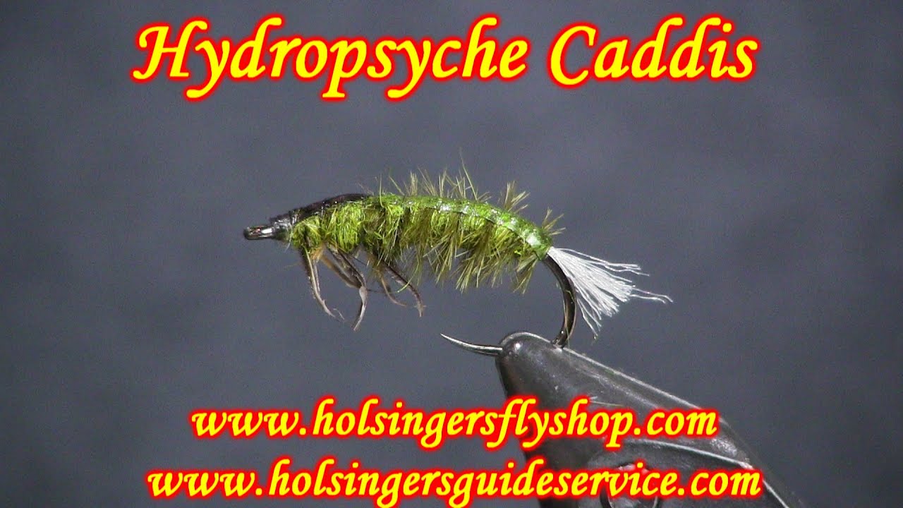 Hydropsyche Caddis, Holsinger's Fly Shop