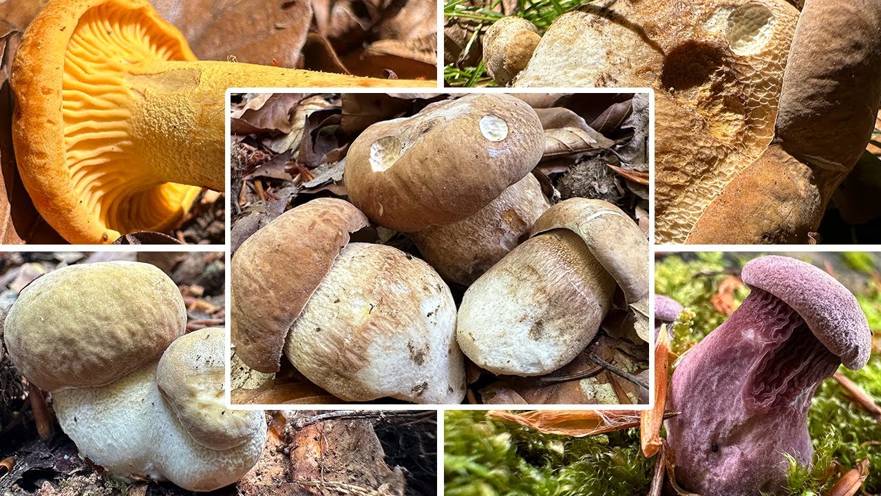 Die Steinpilze sind da! | Sommersteinpilze & Pfifferlinge sammeln im Juni | Pilze im Sommer | 13.06.