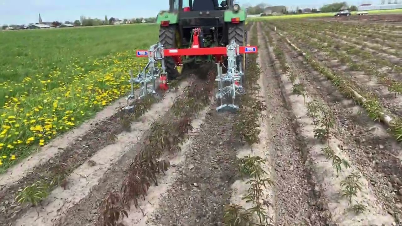 Schoffelen tussen de pioenen rijen - Eerste test met een Oliver Agro schoffel techniek