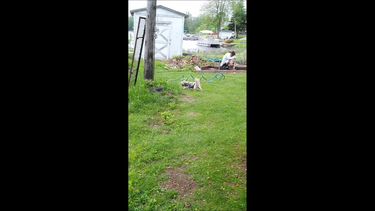 Gizmo up north 4