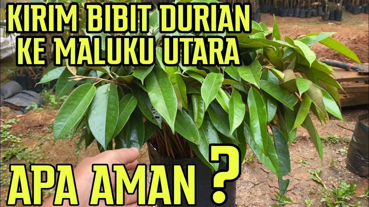 GANTI MEDIA TANAH KE COCOPEAT ‼️ 