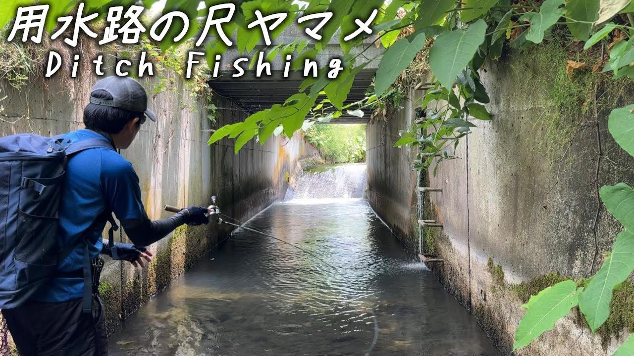 尺ヤマメを釣りたくて用水路を彷徨うと…