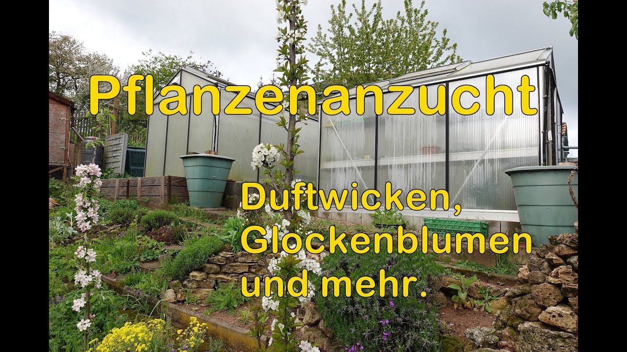Pflanzenanzucht -  Duftwicken, Glockenblumen und mehr