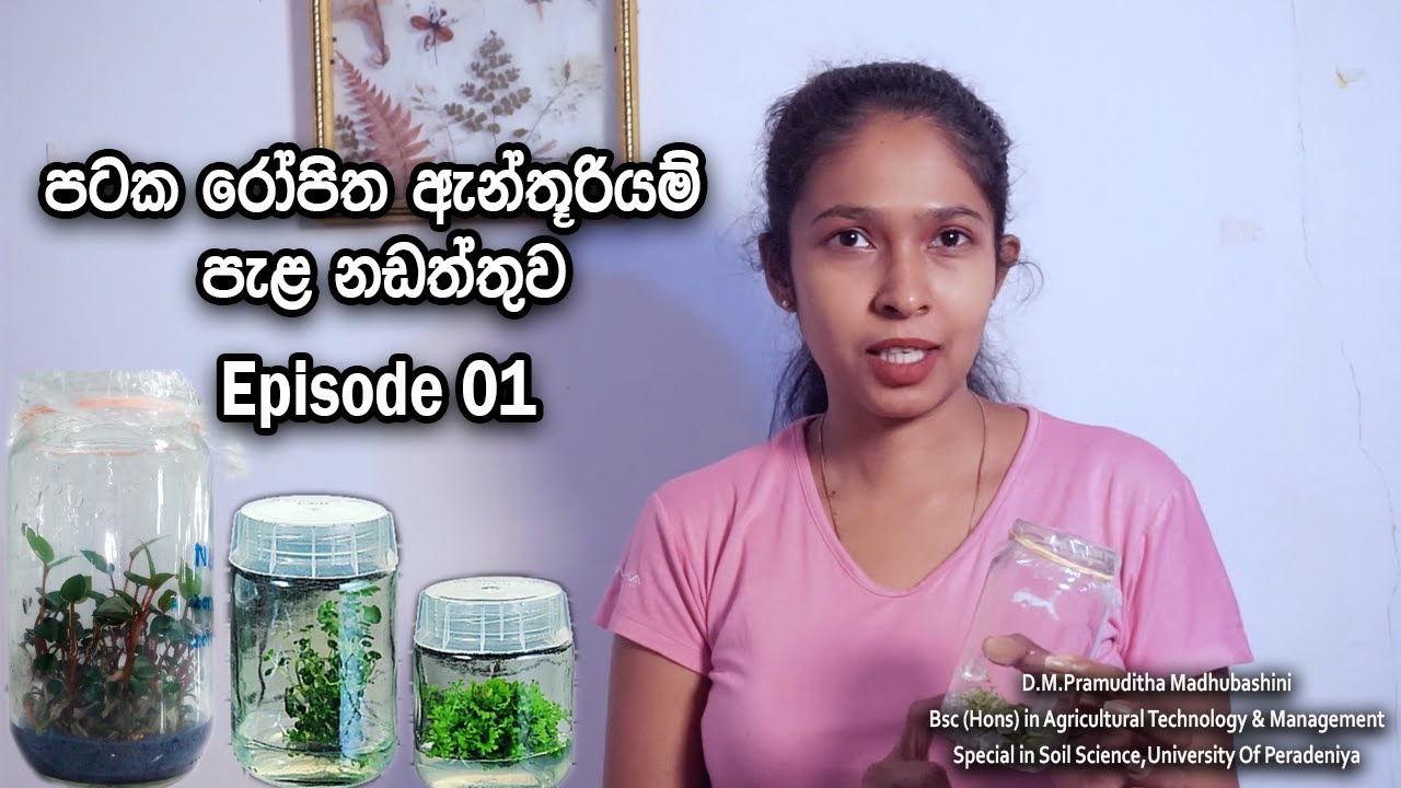 පටක රෝපිත ඇන්තූරියම් නඩත්තු කරන ආකාරය/ how to maintain tissue culture anthurium seedlings