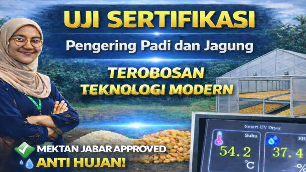Pengujian Mesin UV Dryer Pengering Padi dan Jagung