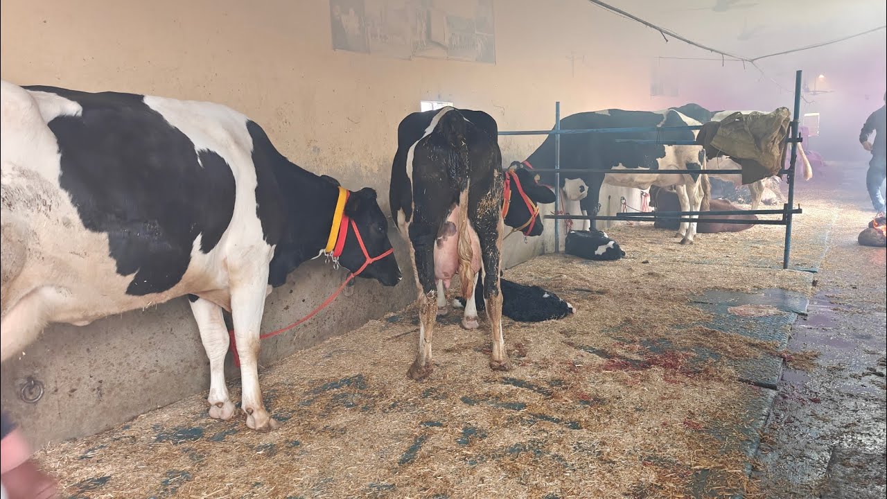 ਗਾਵਾਂ ਵਿਕਾਊ ਪ੍ਰਦੀਪ ਲੋਹਾਖੇੜਾ ਵਾਲੇ ਕੋਲ, Cows For Sale