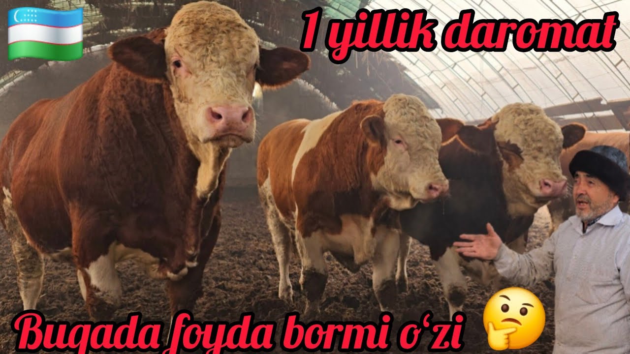 BUQADA FOYDA BORMI OʻZI 🤔 BIR YILLIK DAROMAT 25 MILYOGA OLINGAN BUQALAR QANCHALIK BOʻLDI😱✅️