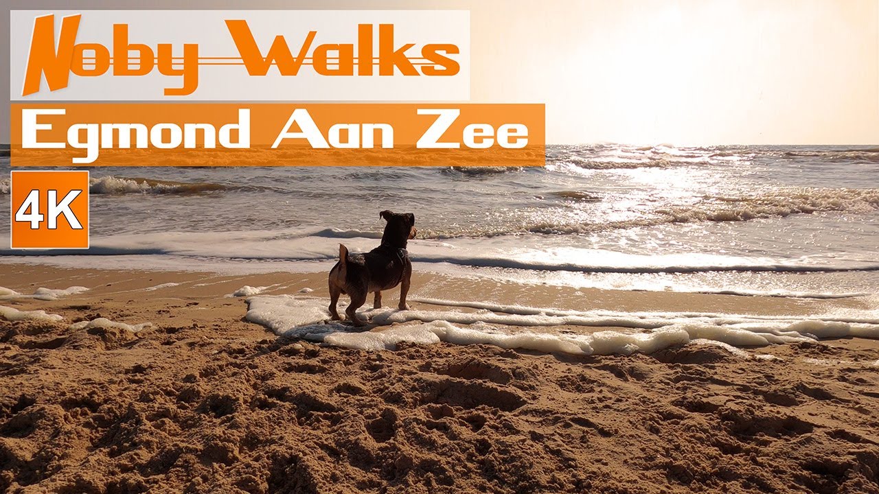 Beach Walk Egmond aan zee | Noord Holland | Netherlands | Dog Noby | 4K
