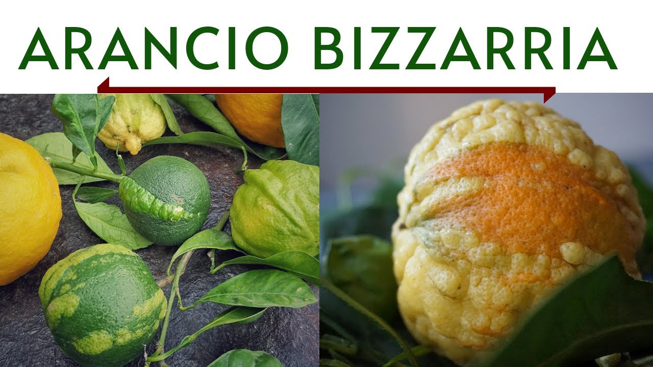 ARANCIO BIZZARRIA, l' agrume dei Medici - AGRUMI LENZI