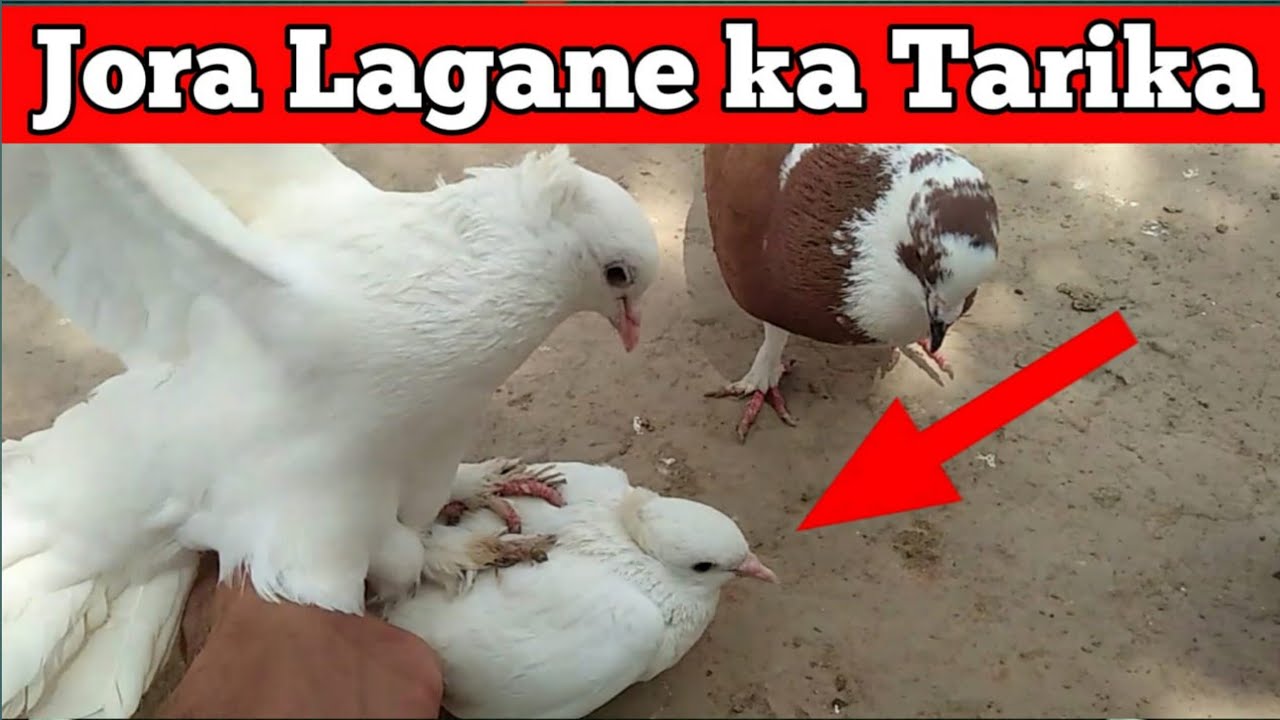 Fancy Kabootar Ka Jora Lagane ka Tarika