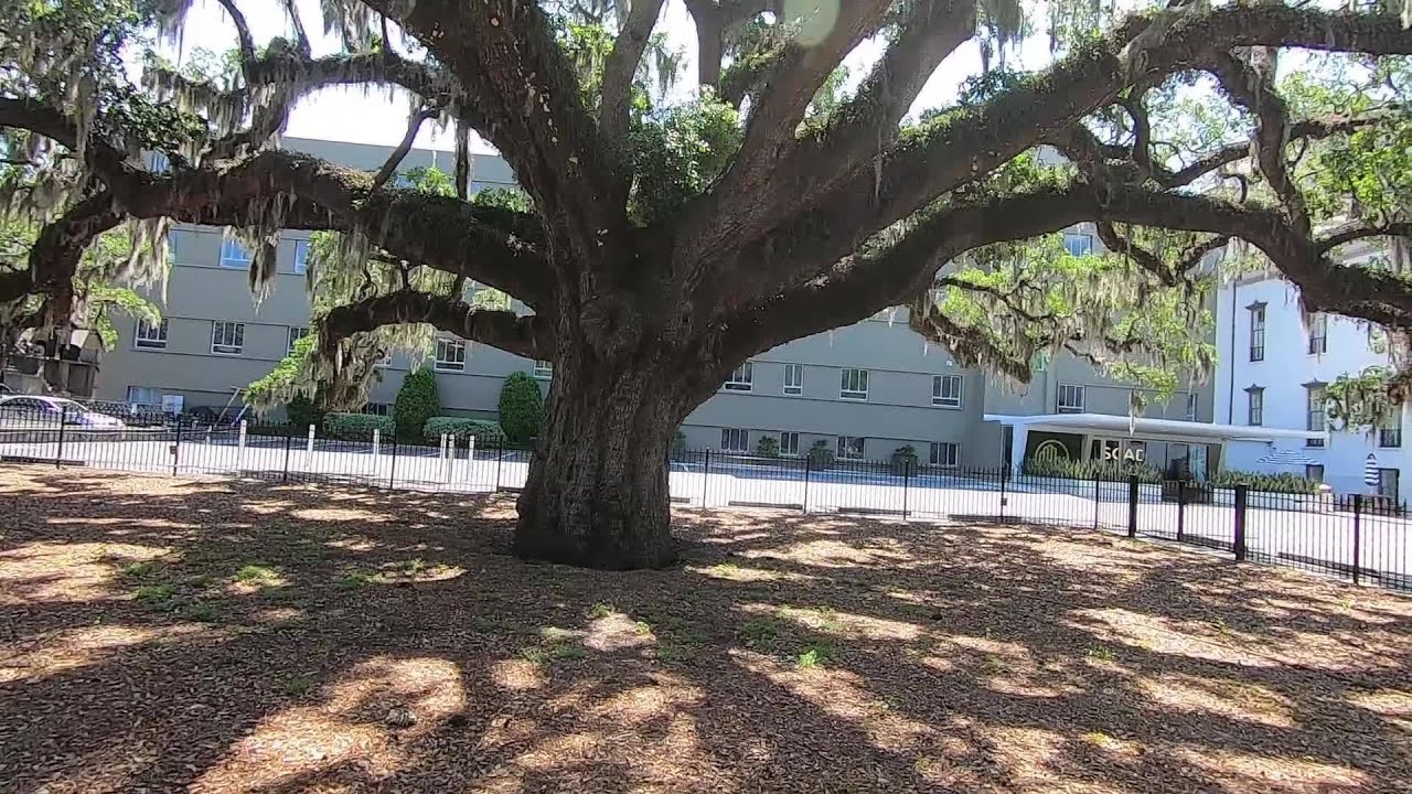 The Candler Oak