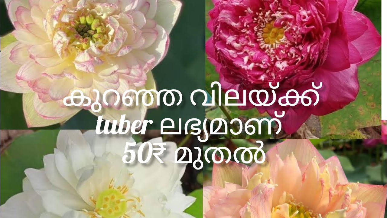 കുറഞ്ഞ വിലയ്ക്ക് tuber ലഭ്യമാണ് 50₹ മുതൽ