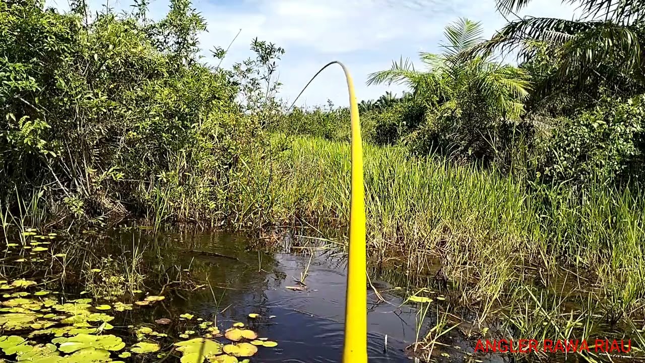 MANCING LIAR IKAN BIAWAN DI SPOT BANJIRAN DI RIAU