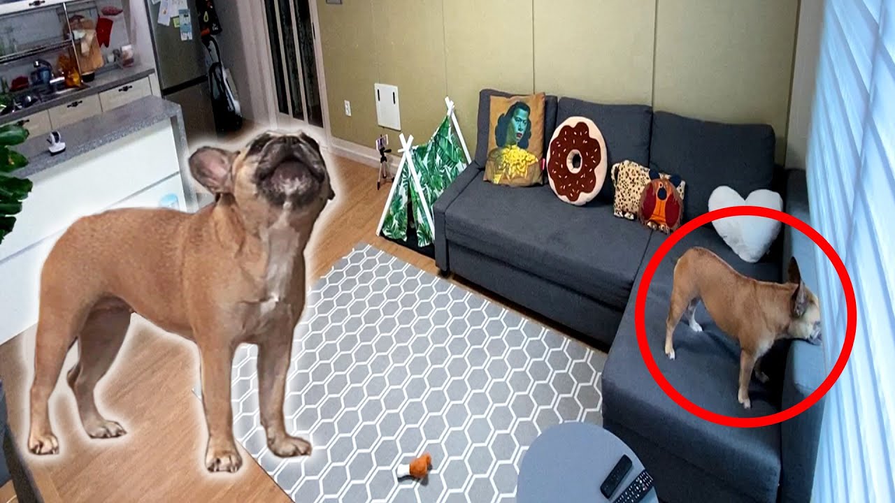 Left My French Bulldog Home Alone And This Is What She Did 😢**HEARTBREAKING