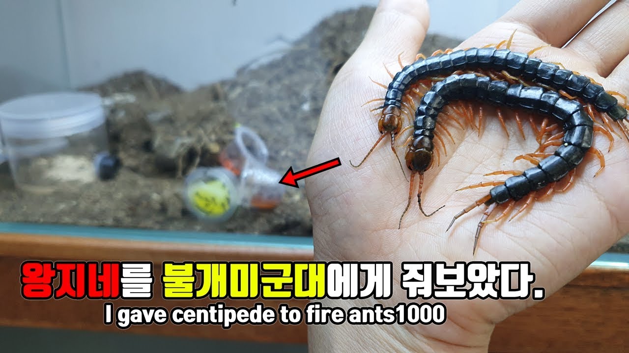토종왕지네를 