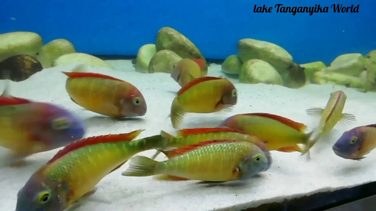 F0 Real ilangi yellow