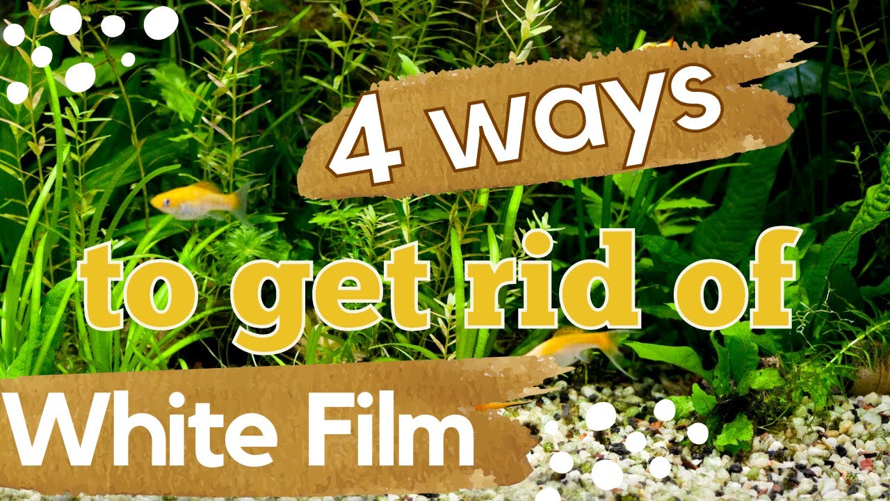 White Film On Top of Aquarium Water | 04 Easy Solutions