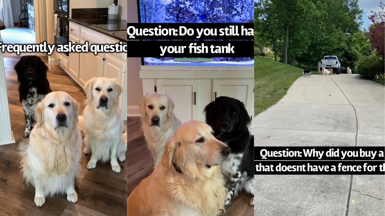 Dogs Answer Frequently Asked Questions