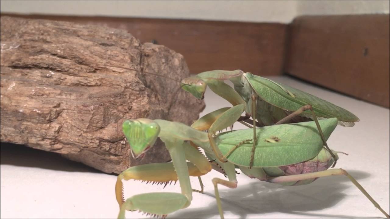Sphodromantis Lineola coupling/mating/accouplement (Giant African Praying Mantis)