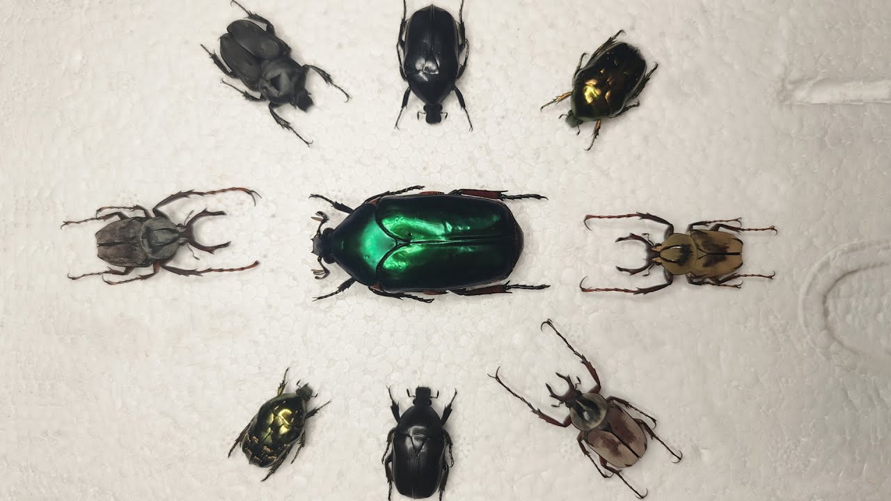 A Closer look: flower beetles,Dicronocephalus wallichii, dicranocephalus adamsi, agestrata orichalca