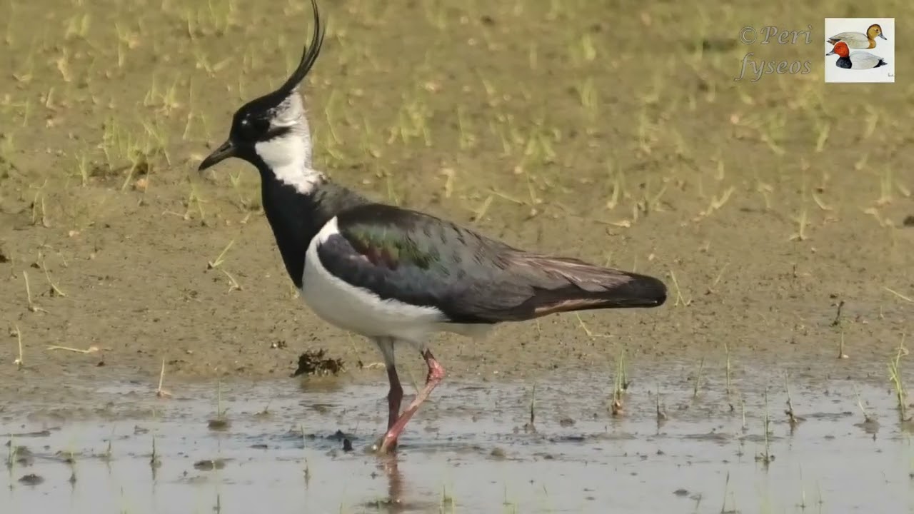 Pavoncella in alimentazione - Lapwing feeding (Vanellus vanellus)
