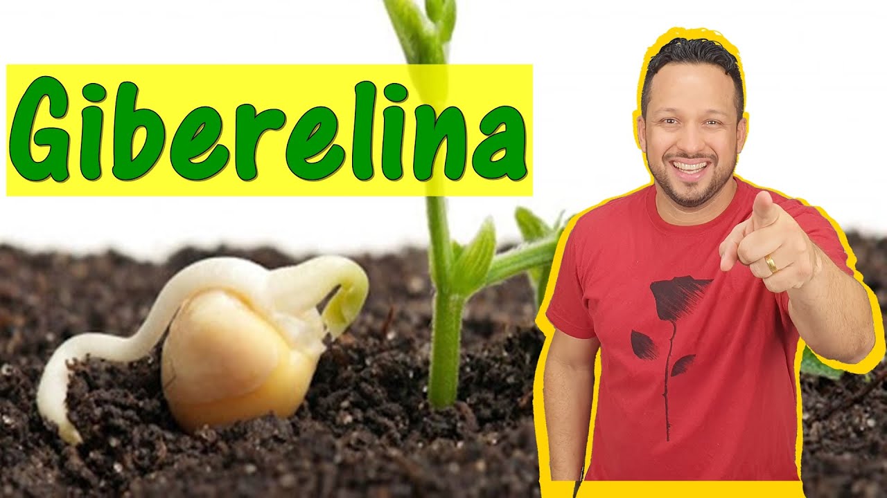 Giberelina - Hormônios Vegetais - Fitormônios - Fisiologia Vegetal - Botânica