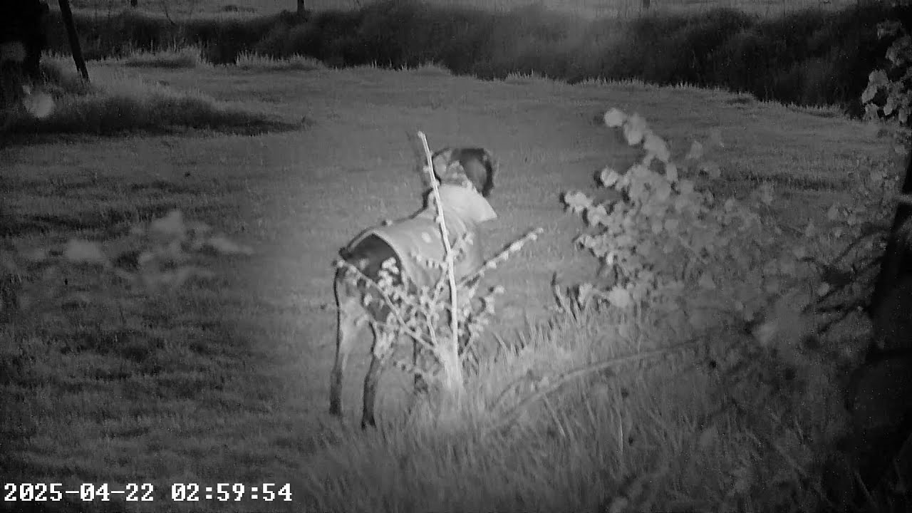 WOW! Night vision! Class - Akaso seemor 200