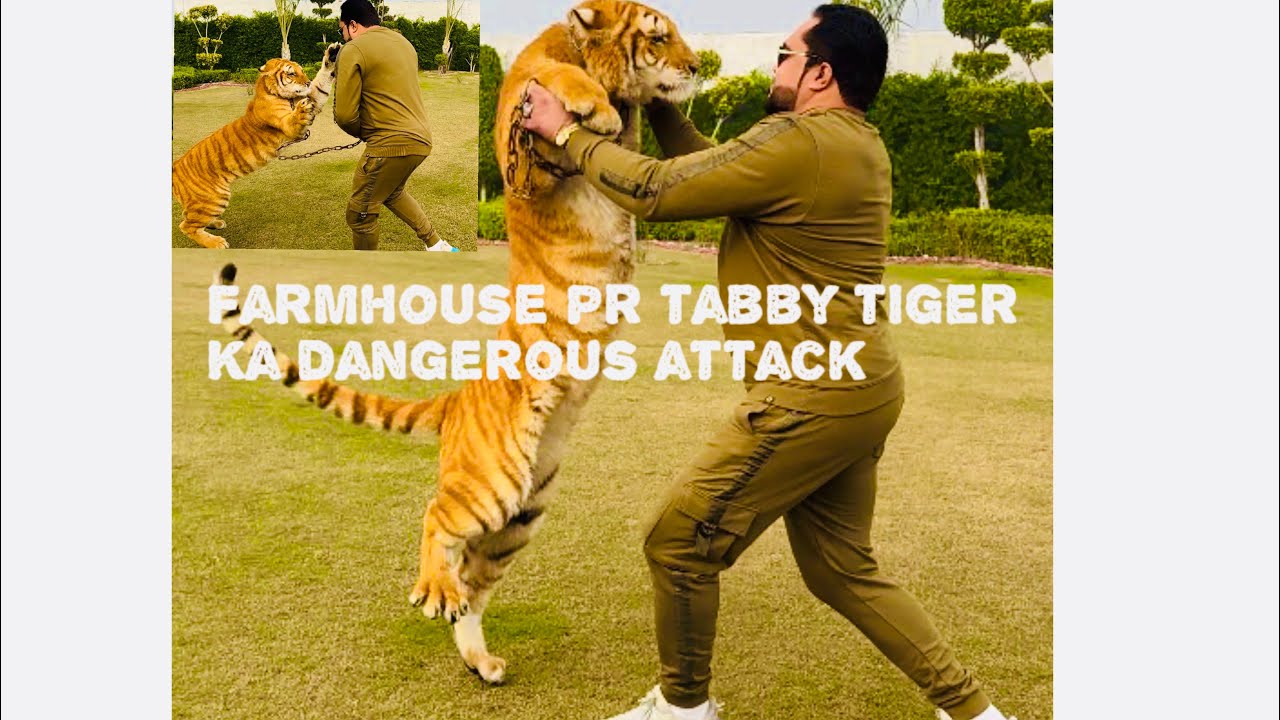 Sara visit bohat acha raha lakin akhir ma tabby tiger nay attack kar kay bohat zakhmi kar dia