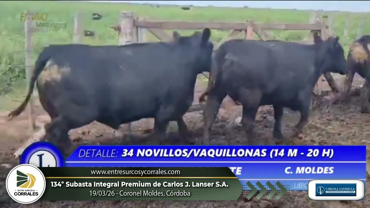 19-03-26 - 134º Subasta Integral Premium de Carlos J. Lanser - Coronel Moldes, Córdoba