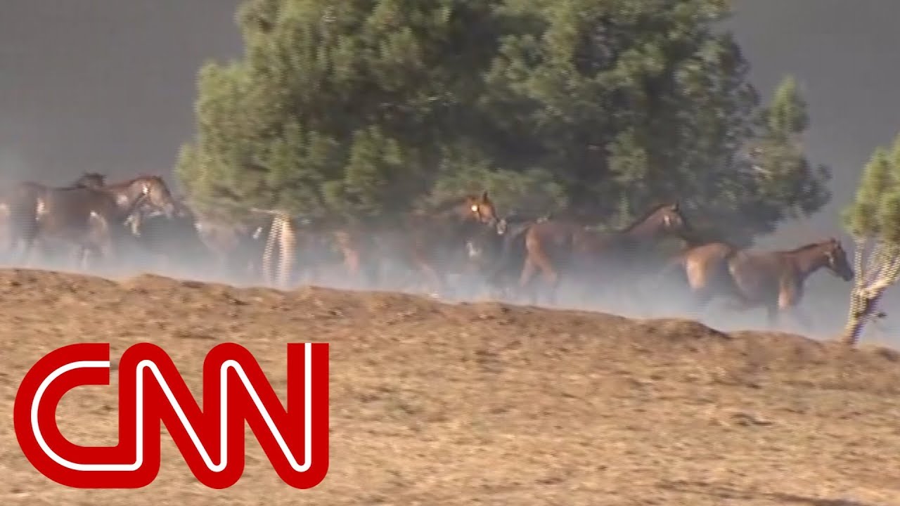 Horses killed in California wildfires